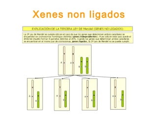 Xenes non ligados
 