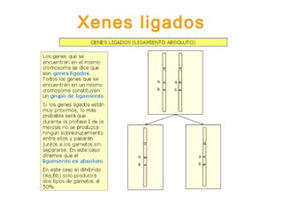 Xenes ligados
 