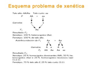 Esquema problema de xenética
 