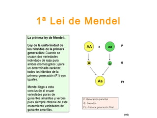 1ª Lei de Mendel
 