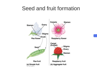 Key Stage 3 Plant reproduction