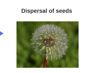 Key Stage 3 Plant reproduction