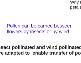 Key Stage 3 Plant reproduction