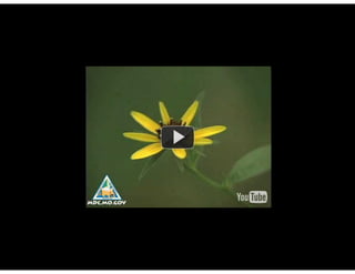 Key Stage 3 Plant reproduction