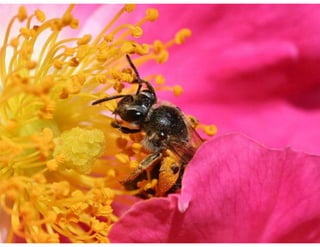 Key Stage 3 Plant reproduction