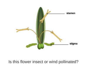 Key Stage 3 Plant reproduction