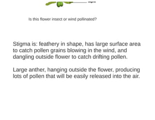 Key Stage 3 Plant reproduction