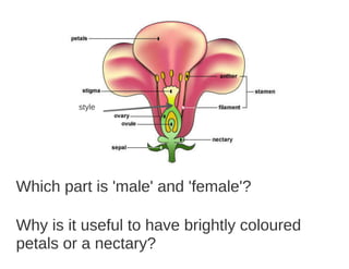 Key Stage 3 Plant reproduction