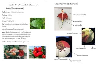 ชื่อวิทยาศาสตร์ : Hibiscus rosa sinensis.
ชื่อสามัญ : Hibicus
วงศ์ : Malvaceae
ลักษณะทางพฤกษศาสตร์ :
ใบ ใบค่อนข้างมนรี มีปลายแหลม ขอบของใบเป็นจัก
เล็กน้อย
และมีสีเขียวเข้มเมื่อขยี้ใบจะเป็นเมือกเหนียว
ดอก มีทั้งกลีบชั้นเดียวและหลายชั้น หากเป็นชั้นเดียวปกติ
จะมีกลีบดอก 5 กลีบ มีก้านเกสรอยู่ตรงกลางดอกหนึ่งก้าน
ลักษณะของกลีบดอกชบาจะมีขนาดใหญ่ มีหลายสีไม่ว่าจะ
เป็น ขาว แดง แสด เหลือง ม่วง ชมพู และสีอื่นๆ
ลำต้น เป็นไม้พุ่ม เปลือกสีเทาปนน้ำตาล สูง 2-4 เมตร
การศึกษาโครงสร้างดอกชนิดที่ 2 คือ ดอกชบา
2.1 ลักษณะทั่วไปทางพฤกษศาสตร์
	
2.2 องค์ประกอบโครงสร้างสำคัญของดอก
4	 5	
 