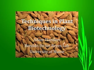 Techniques in Plant
Biotechnology
Adam Flanders
Benildo De los Reyes Lab
University of Maine
 