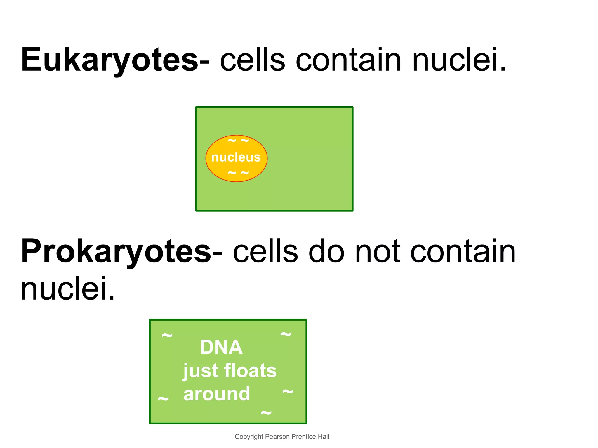Eukaryotes- cells contain nuclei. 
~ ~ 
nucleus 
~ ~ 
Prokaryotes- cells do not contain 
nuclei. 
~ ~ 
DNA 
just floats 
~ around ~ 
~ 
Copyright Pearson Prentice Hall 
 