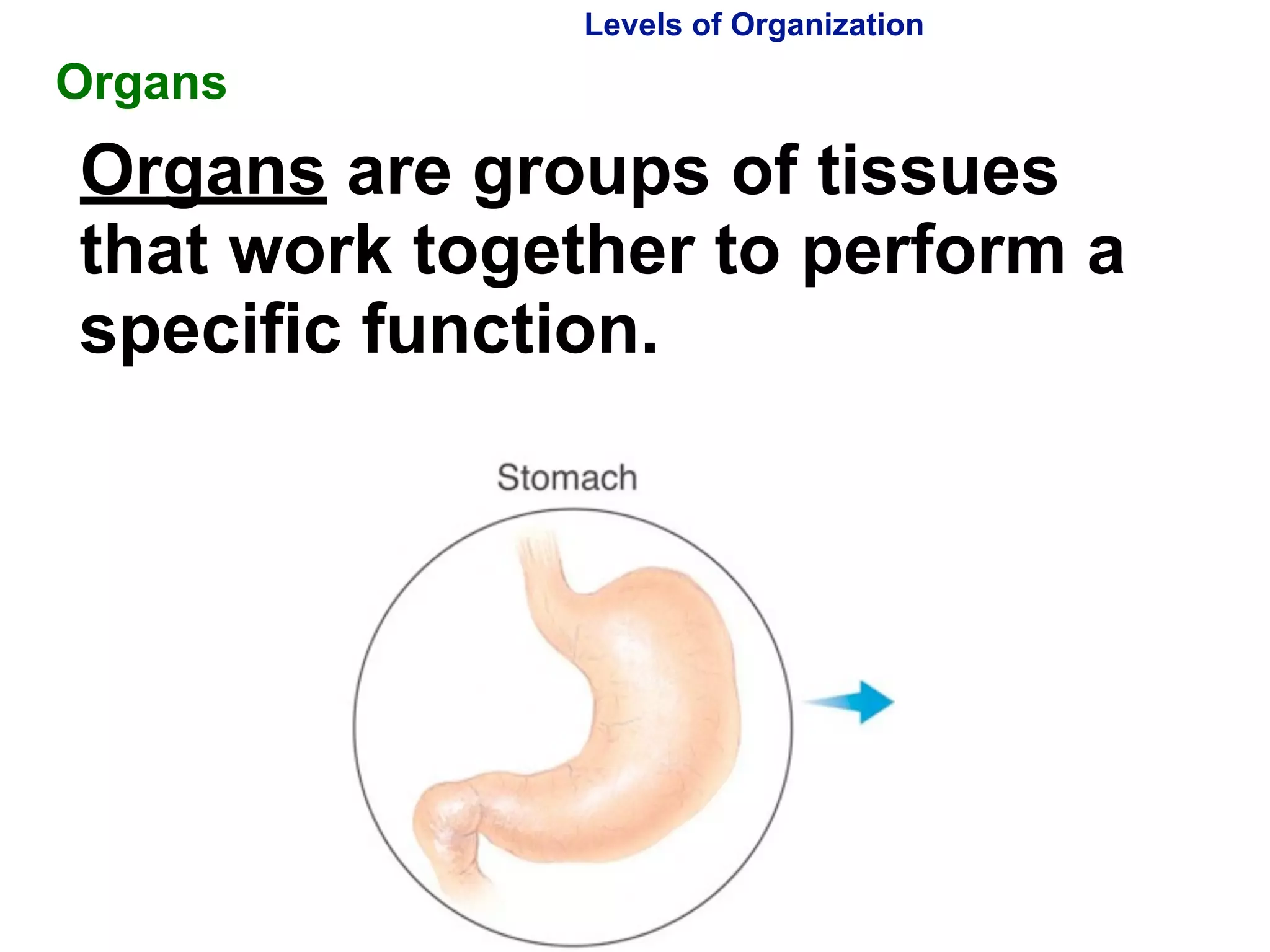 Levels of Organization 
Organs 
Organs are groups of tissues 
that work together to perform a 
specific function. 
Copyright Pearson Prentice Hall 
 