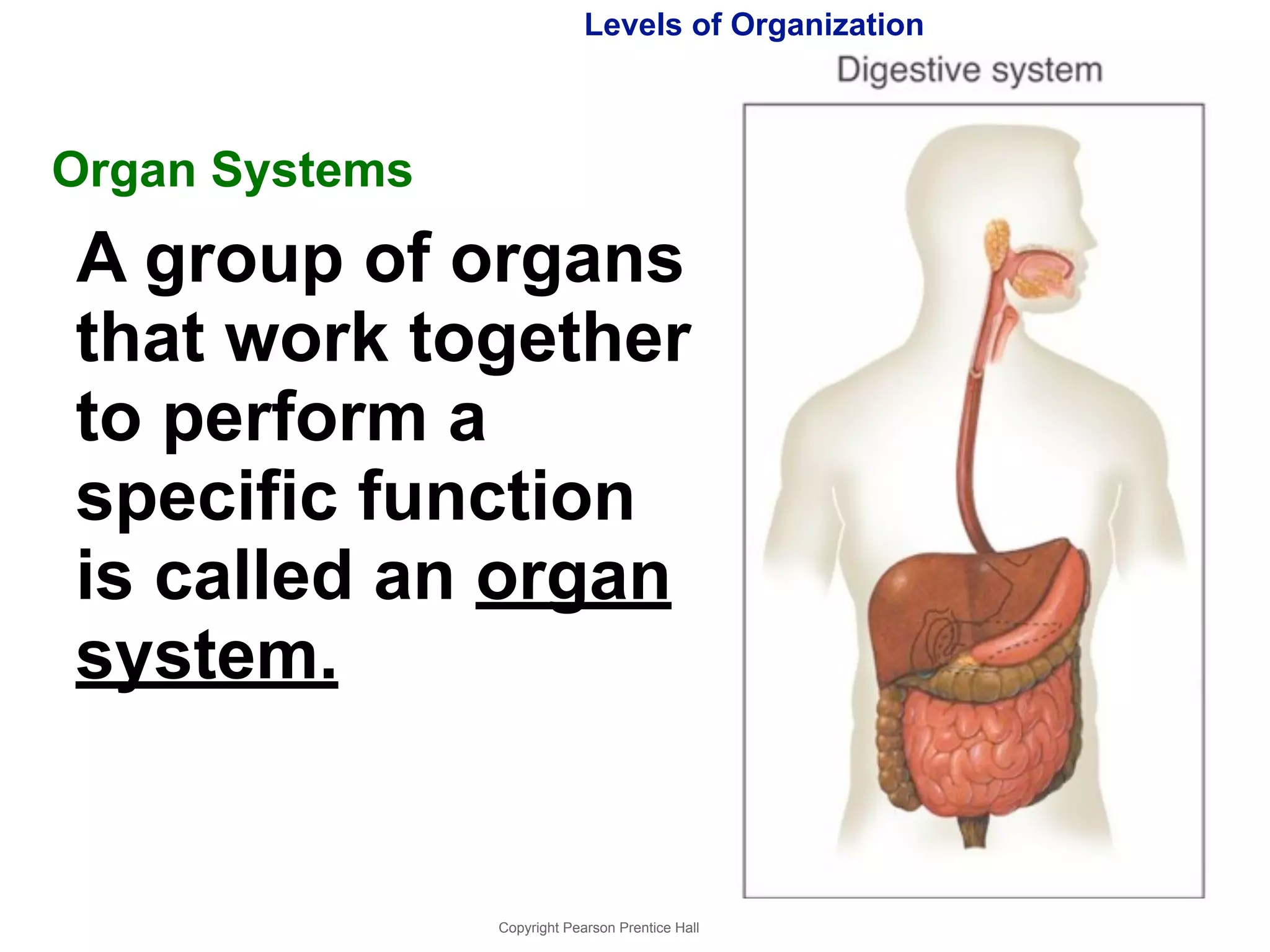 Levels of Organization 
Organ Systems 
A group of organs 
that work together 
to perform a 
specific function 
is called an organ 
system. 
Copyright Pearson Prentice Hall 
