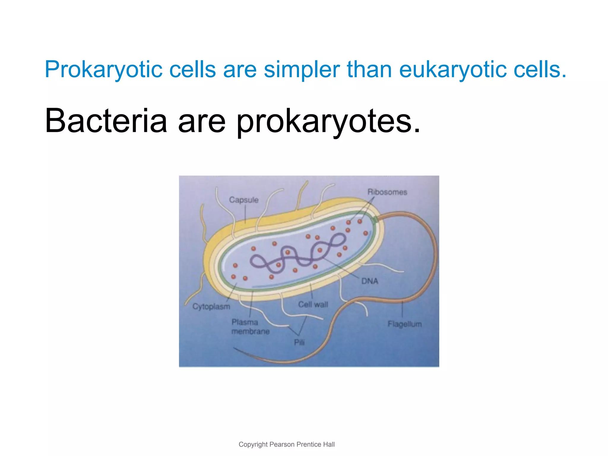 Prokaryotic cells are simpler than eukaryotic cells. 
Bacteria are prokaryotes. 
Copyright Pearson Prentice Hall 
 