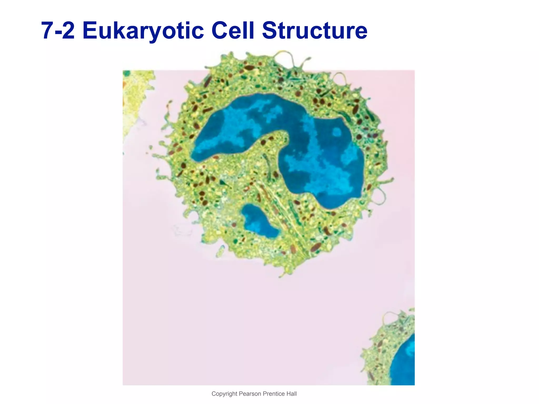 7-2 Eukaryotic Cell Structure 
Copyright Pearson Prentice Hall 
 