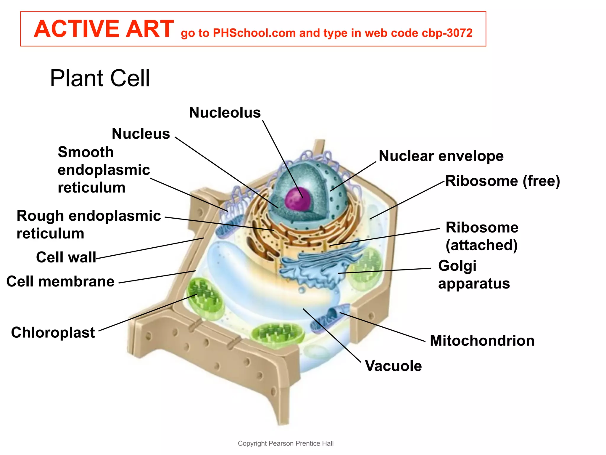 ACTIVE ART go to PHSchool.com and type in web code cbp-3072 
Copyright Pearson Prentice Hall 
Plant Cell 
Nuclear envelope 
Ribosome (free) 
Ribosome 
(attached) 
Golgi 
apparatus 
Mitochondrion 
Vacuole 
Nucleolus 
Nucleus 
Smooth 
endoplasmic 
reticulum 
Rough endoplasmic 
reticulum 
Cell wall 
Cell membrane 
Chloroplast 
 