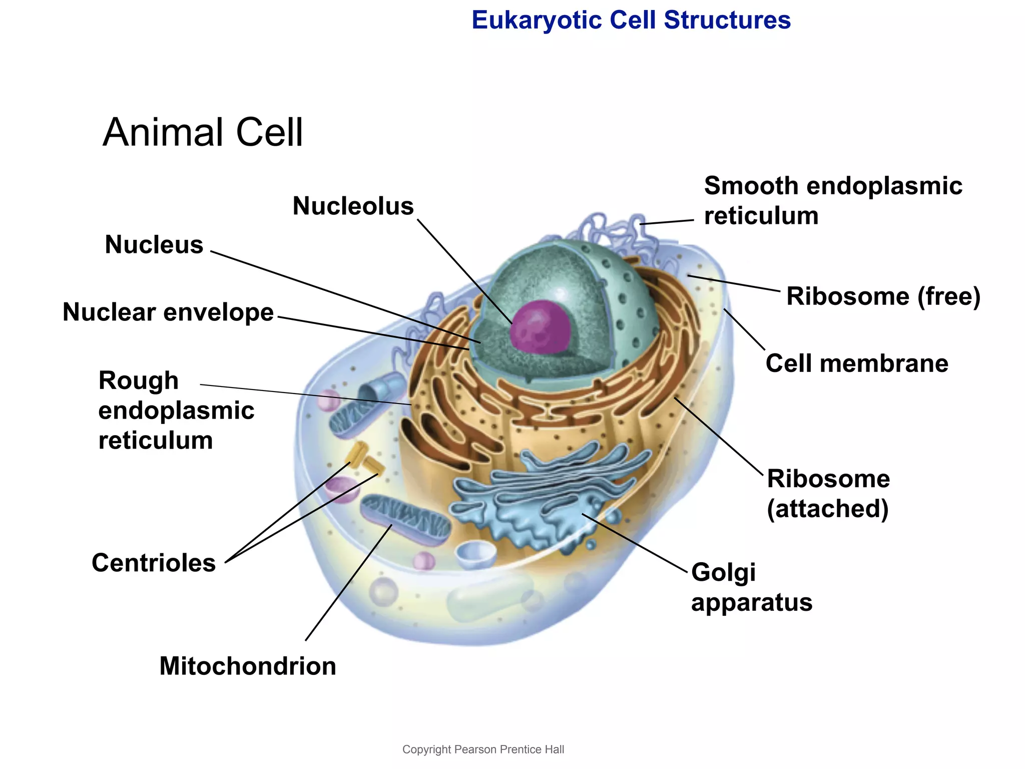 Eukaryotic Cell Structures 
Copyright Pearson Prentice Hall 
Smooth endoplasmic 
reticulum 
Ribosome (free) 
Ribosome 
(attached) 
Golgi 
apparatus 
Animal Cell 
Rough 
endoplasmic 
reticulum 
Mitochondrion 
Cell membrane 
Nucleus 
Nuclear envelope 
Nucleolus 
Centrioles 
 