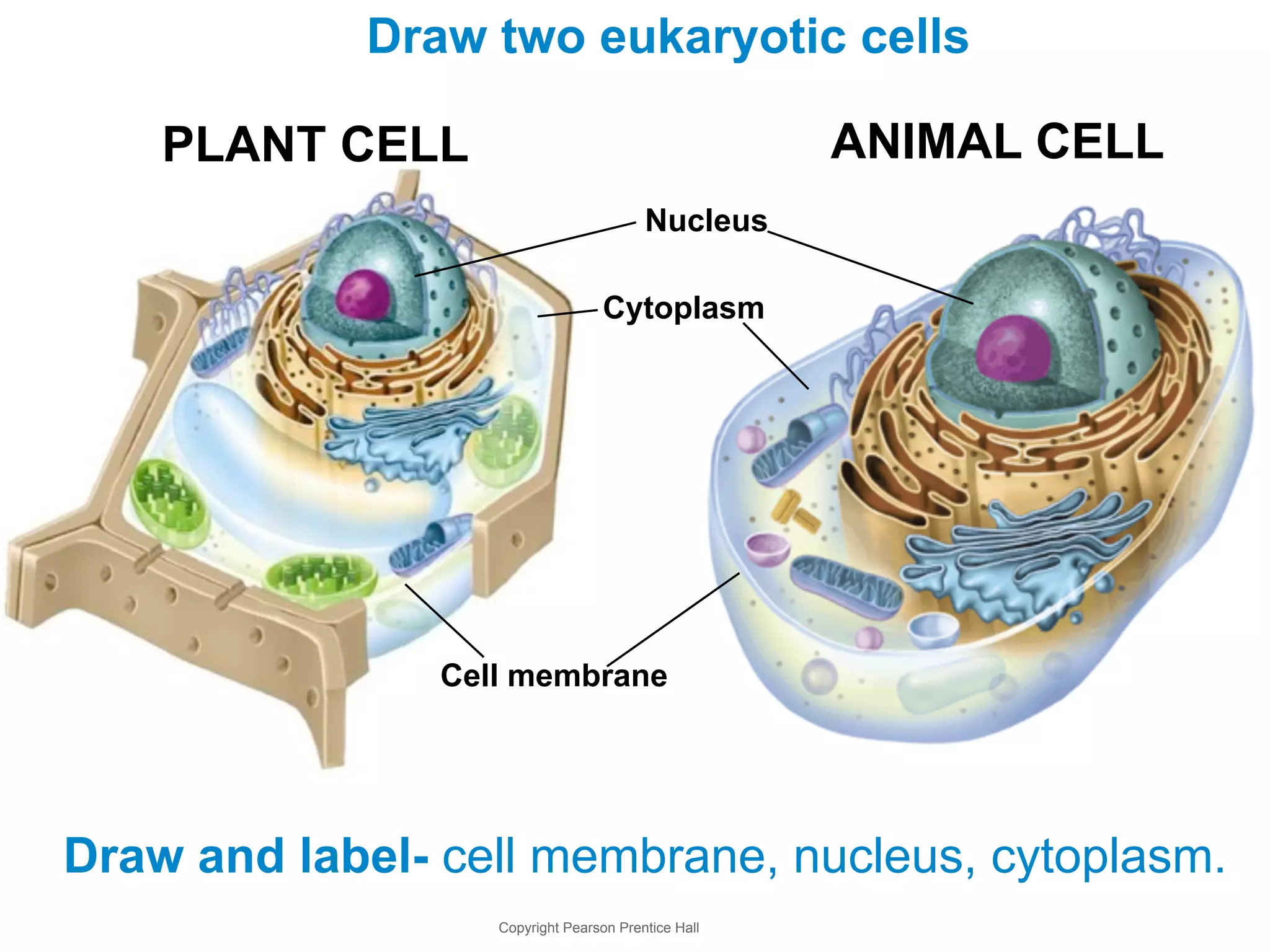 Draw two eukaryotic cells 
PLANT CELL ANIMAL CELL 
Nucleus 
Cytoplasm 
Cell membrane 
Draw and label- cell membrane, nucleus, cytoplasm. 
Copyright Pearson Prentice Hall 
 