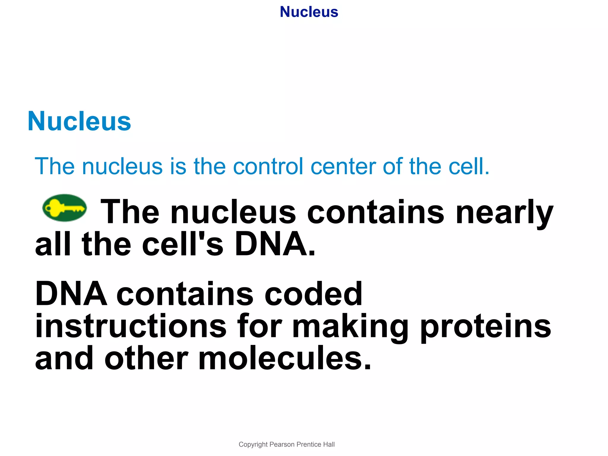 Nucleus 
Nucleus 
The nucleus is the control center of the cell. 
The nucleus contains nearly 
all the cell's DNA. 
DNA contains coded 
instructions for making proteins 
and other molecules. 
Copyright Pearson Prentice Hall 
 