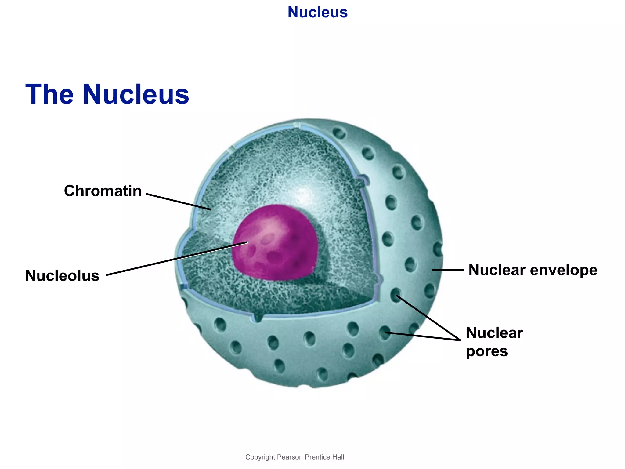 Nucleus 
Copyright Pearson Prentice Hall 
The Nucleus 
Nucleolus Nuclear envelope 
Nuclear 
pores 
Chromatin 
 