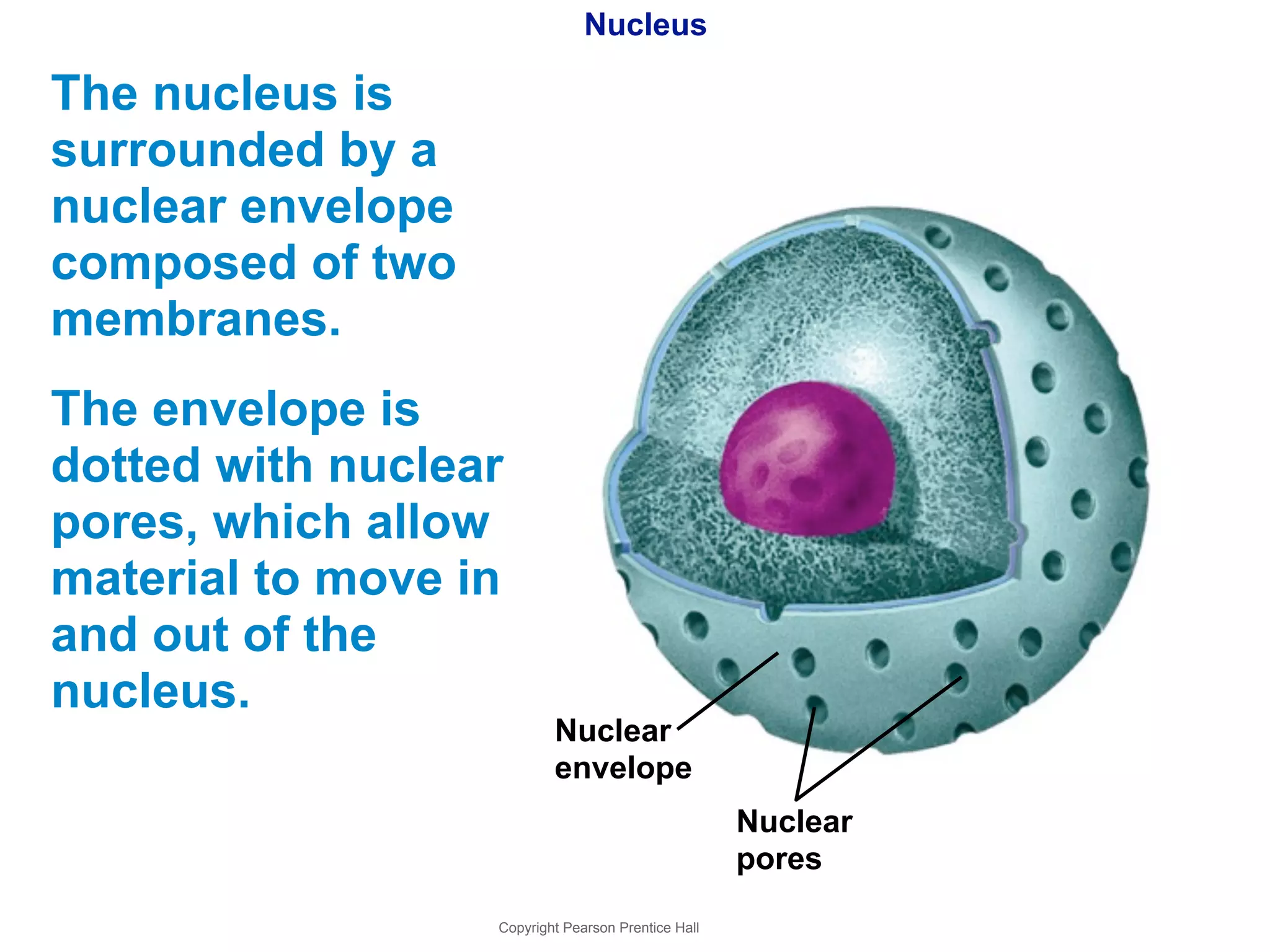 Nucleus 
The nucleus is 
surrounded by a 
nuclear envelope 
composed of two 
membranes. 
The envelope is 
dotted with nuclear 
pores, which allow 
material to move in 
and out of the 
nucleus. 
Nuclear 
envelope 
Copyright Pearson Prentice Hall 
Nuclear 
pores 
 