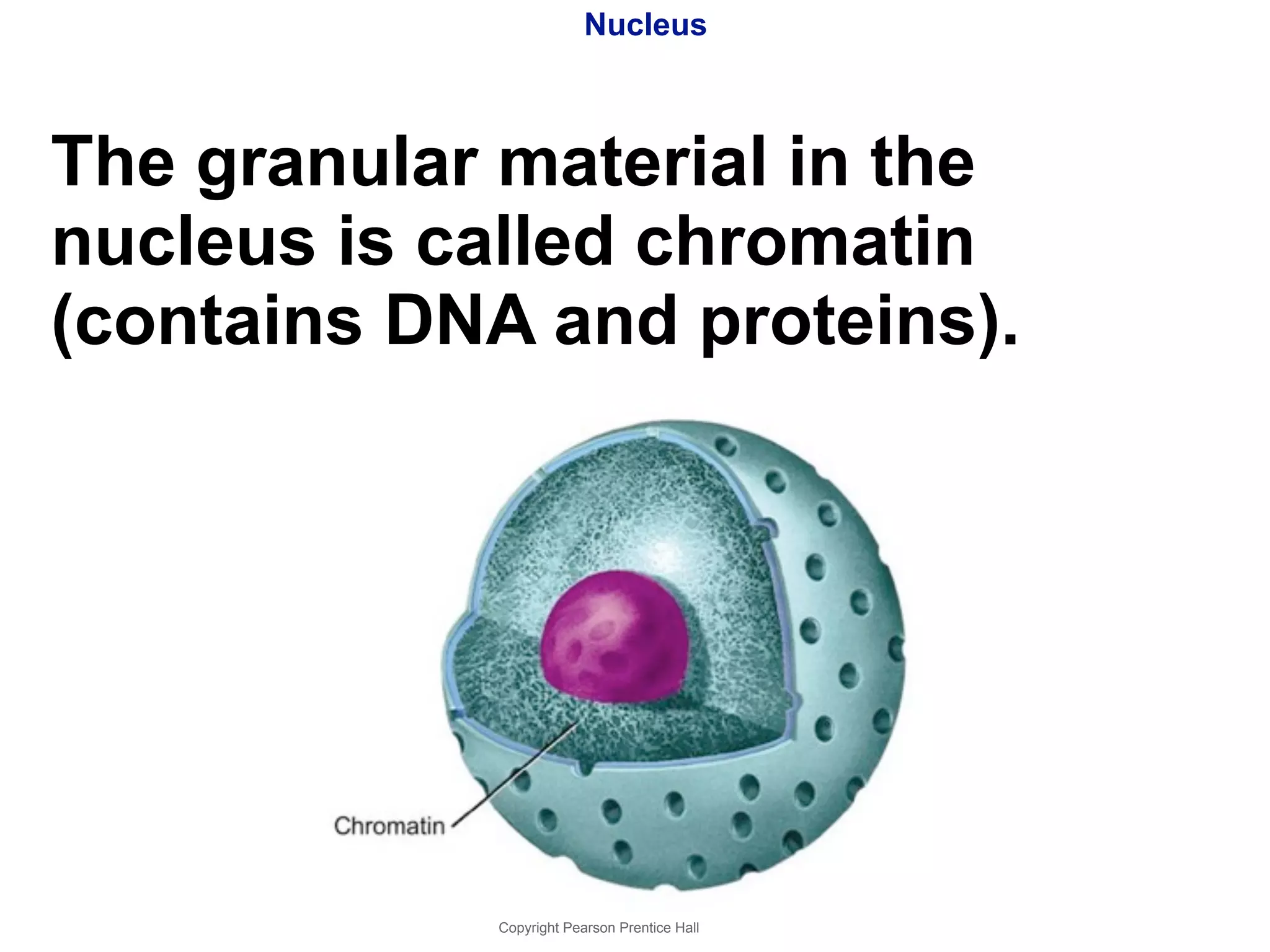Nucleus 
The granular material in the 
nucleus is called chromatin 
(contains DNA and proteins). 
Copyright Pearson Prentice Hall 
 