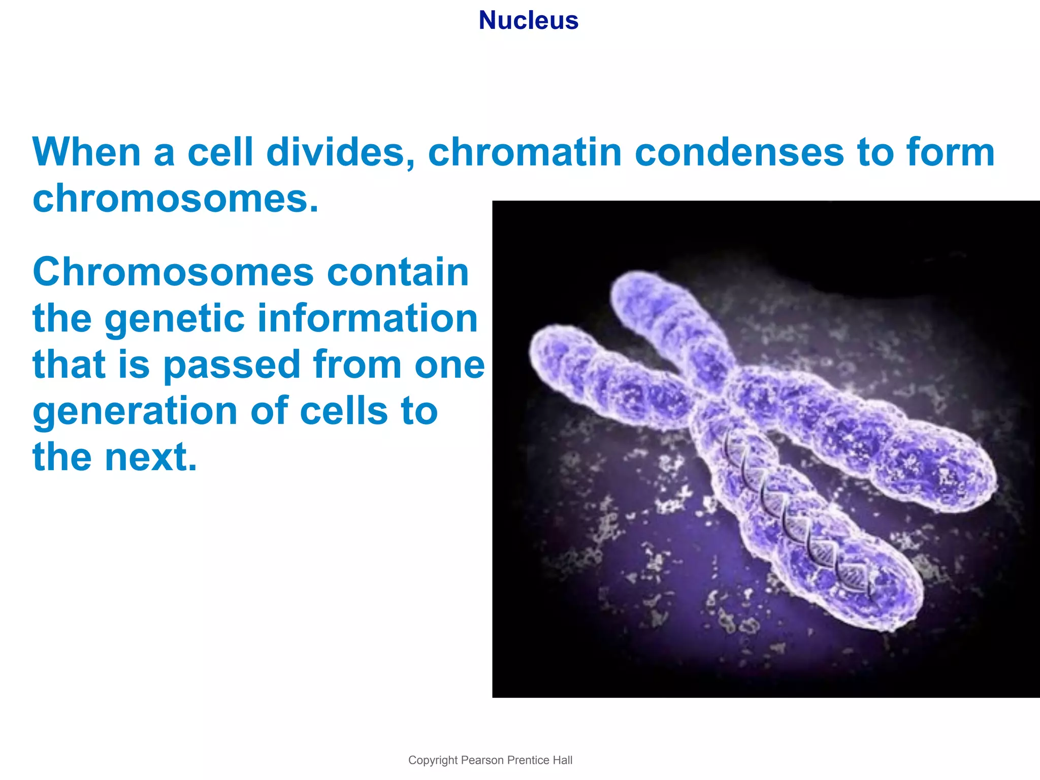 Nucleus 
When a cell divides, chromatin condenses to form 
chromosomes. 
Chromosomes contain 
the genetic information 
that is passed from one 
generation of cells to 
the next. 
Copyright Pearson Prentice Hall 
 