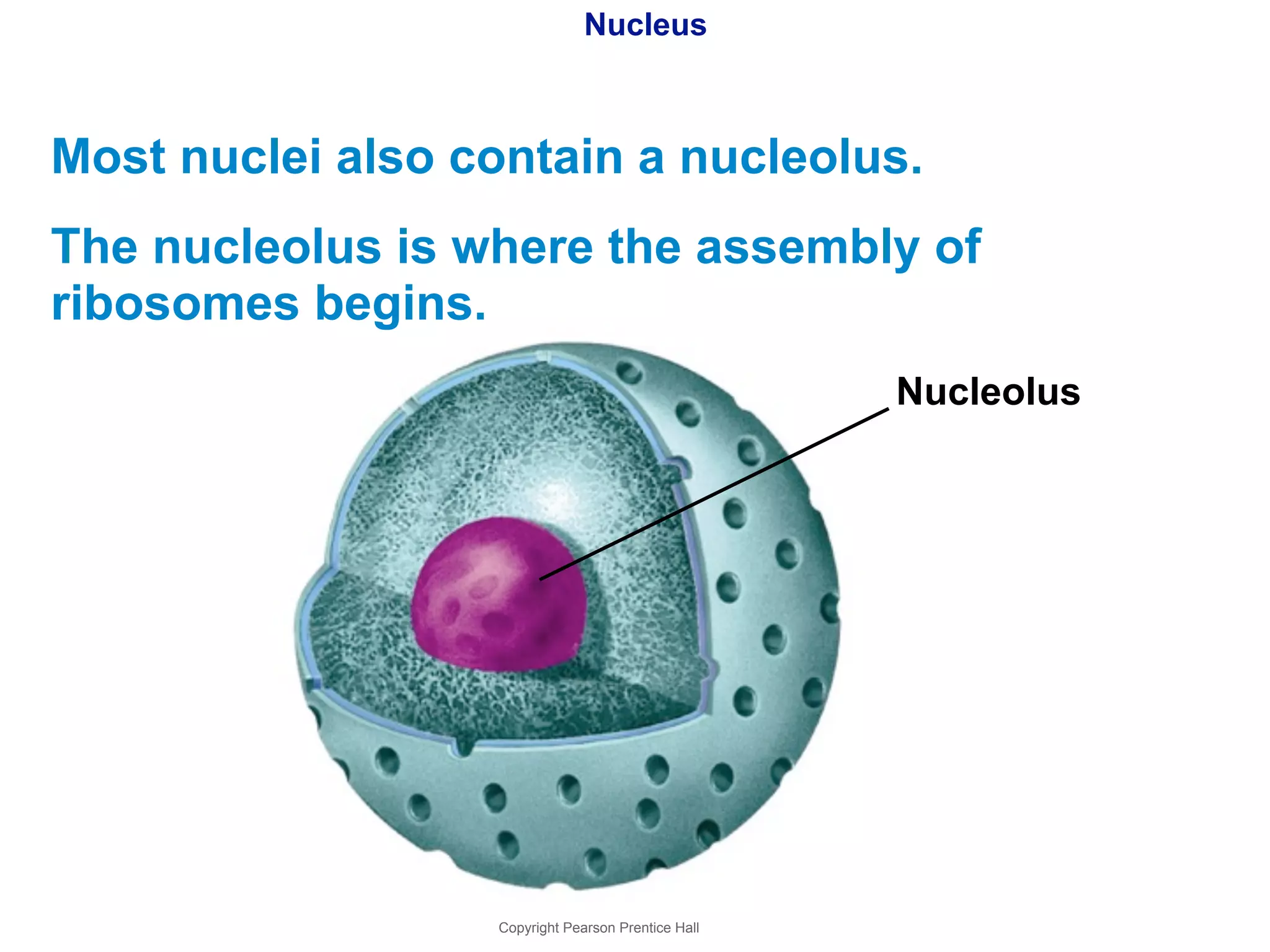 Nucleus 
Most nuclei also contain a nucleolus. 
The nucleolus is where the assembly of 
ribosomes begins. 
Copyright Pearson Prentice Hall 
Nucleolus 
 