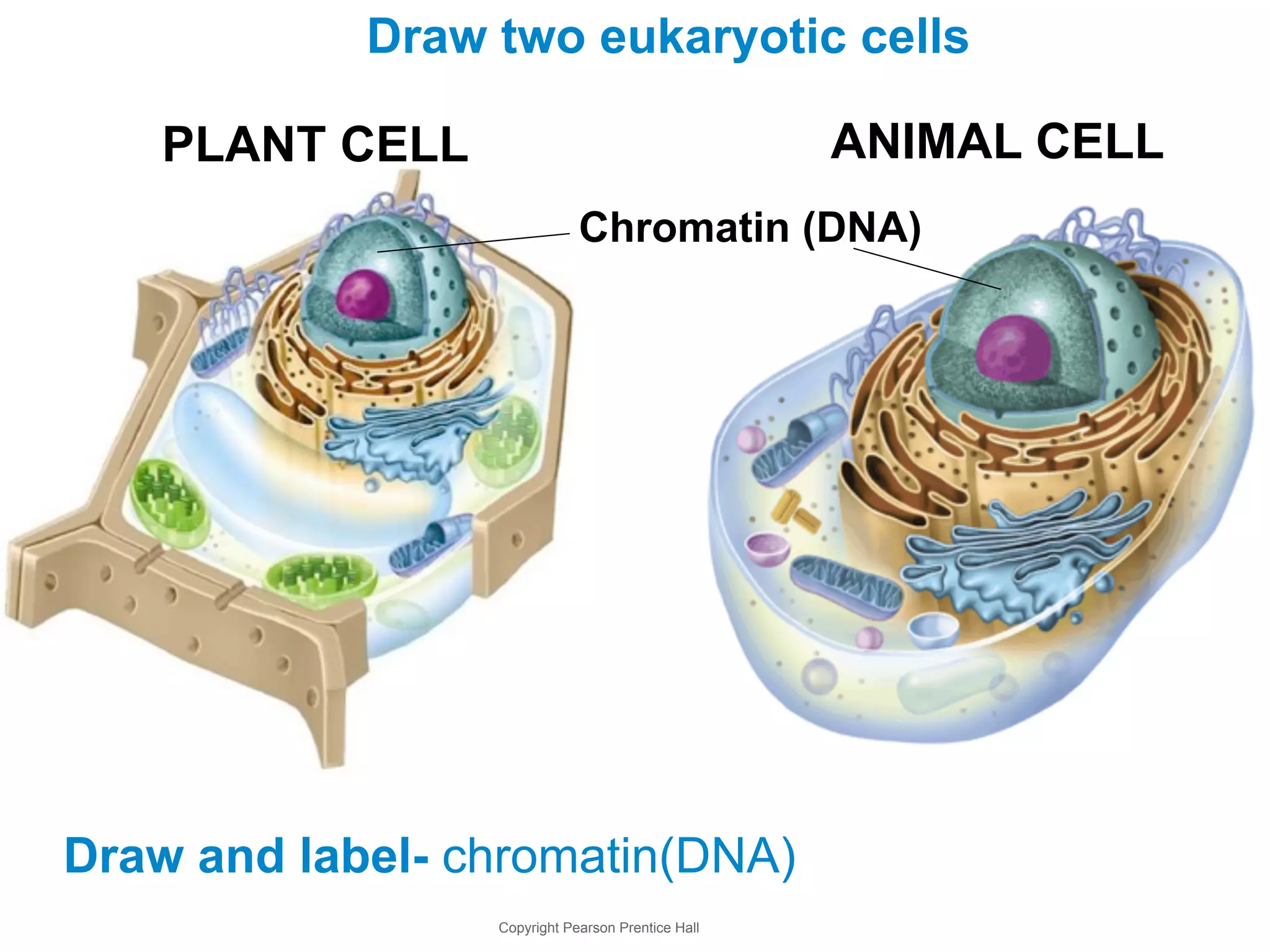 Draw two eukaryotic cells 
PLANT CELL ANIMAL CELL 
Chromatin (DNA) 
Draw and label- chromatin(DNA) 
Copyright Pearson Prentice Hall 
 