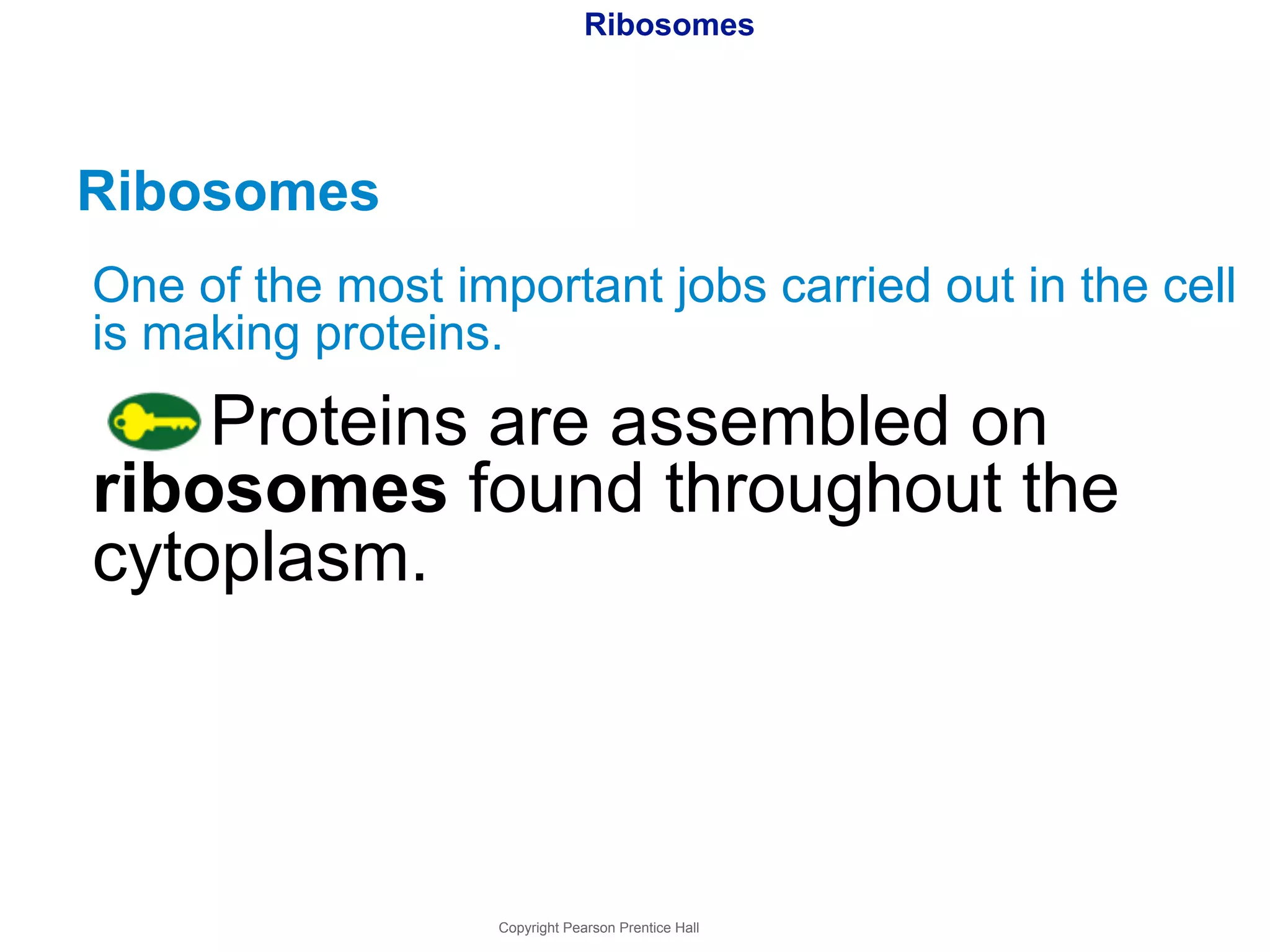 Ribosomes 
Ribosomes 
One of the most important jobs carried out in the cell 
is making proteins. 
Proteins are assembled on 
ribosomes found throughout the 
cytoplasm. 
Copyright Pearson Prentice Hall 
 