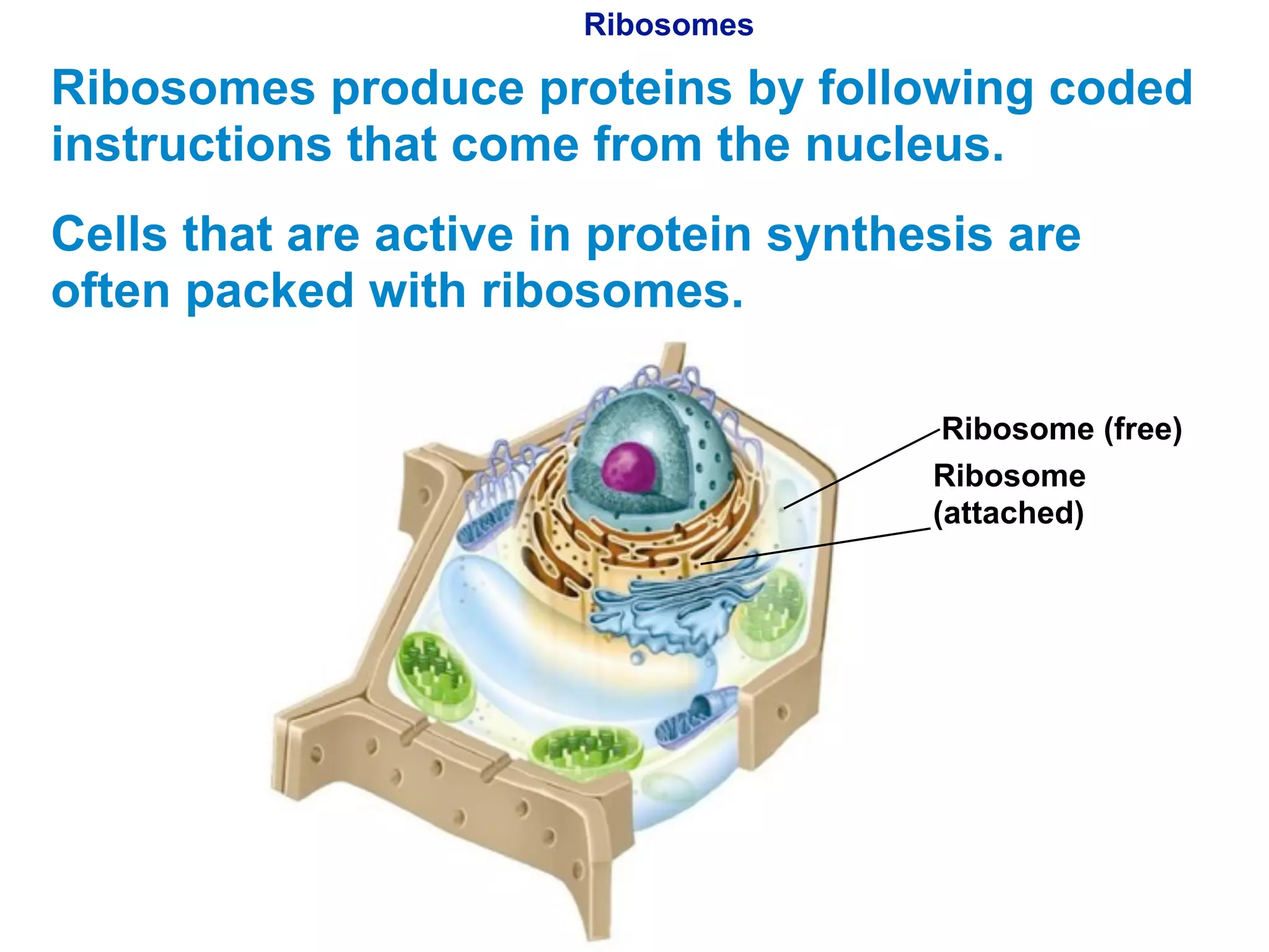 Ribosomes 
Ribosomes produce proteins by following coded 
instructions that come from the nucleus. 
Cells that are active in protein synthesis are 
often packed with ribosomes. 
Copyright Pearson Prentice Hall 
Ribosome (free) 
Ribosome 
(attached) 
 