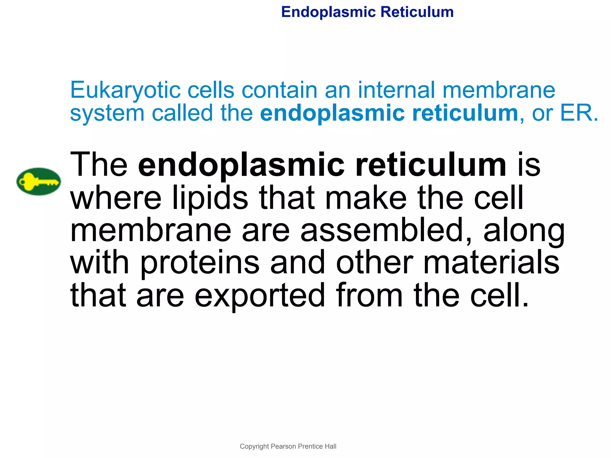 Endoplasmic Reticulum 
Eukaryotic cells contain an internal membrane 
system called the endoplasmic reticulum, or ER. 
The endoplasmic reticulum is 
where lipids that make the cell 
membrane are assembled, along 
with proteins and other materials 
that are exported from the cell. 
Copyright Pearson Prentice Hall 
 