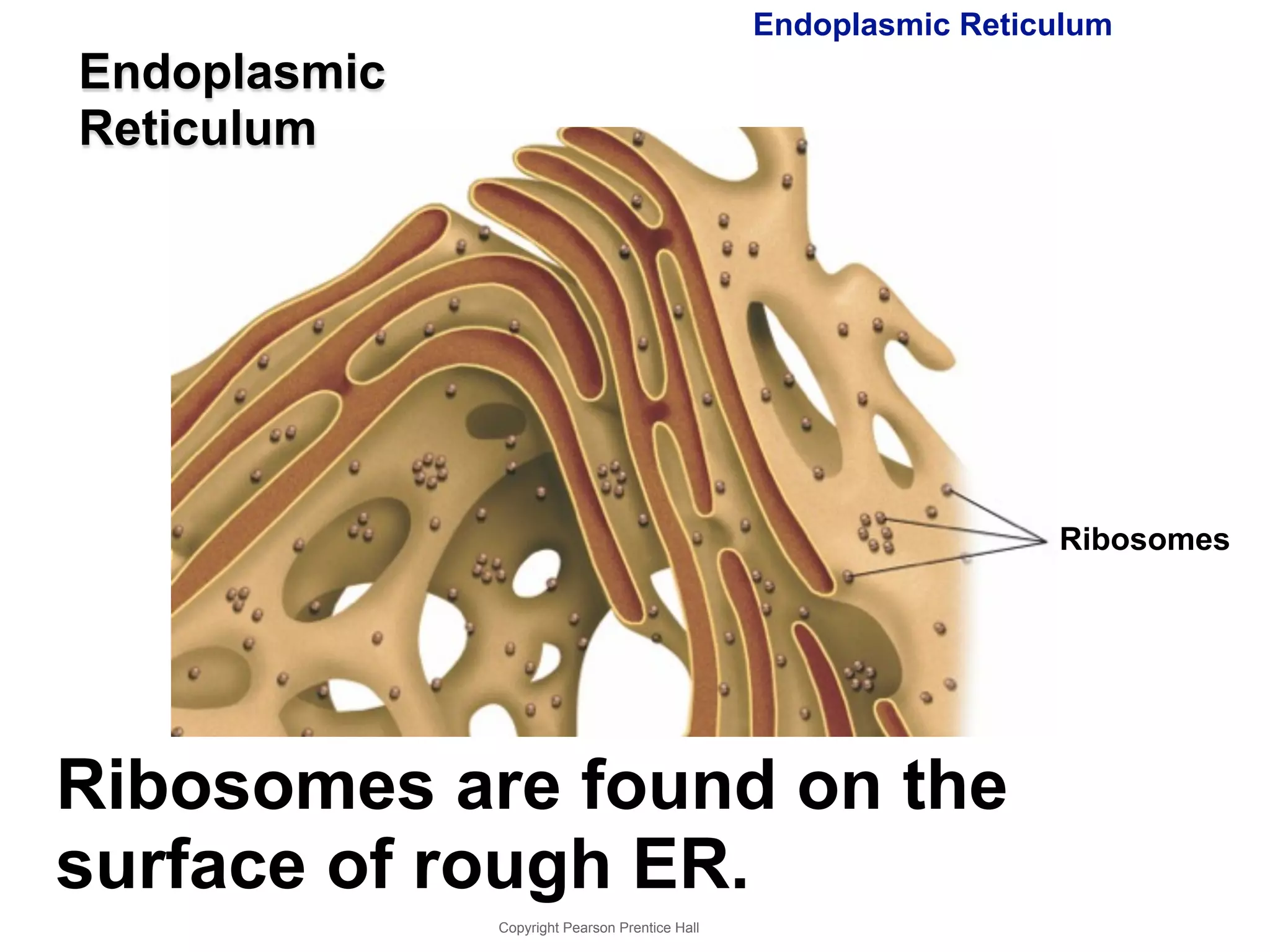 Copyright Pearson Prentice Hall 
Endoplasmic Reticulum 
Ribosomes 
Endoplasmic 
Reticulum 
Ribosomes are found on the 
surface of rough ER. 
 