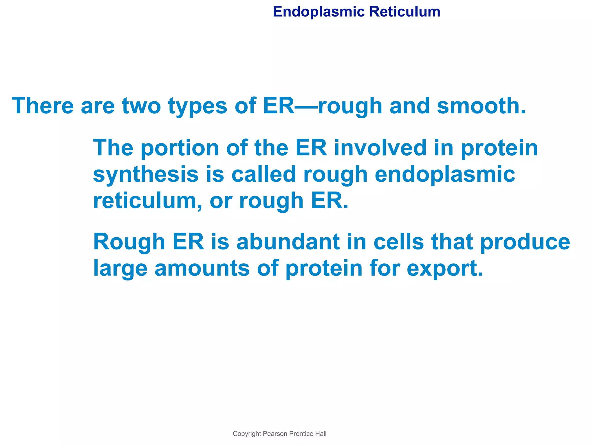 Endoplasmic Reticulum 
There are two types of ER—rough and smooth. 
The portion of the ER involved in protein 
synthesis is called rough endoplasmic 
reticulum, or rough ER. 
Rough ER is abundant in cells that produce 
large amounts of protein for export. 
Copyright Pearson Prentice Hall 
 