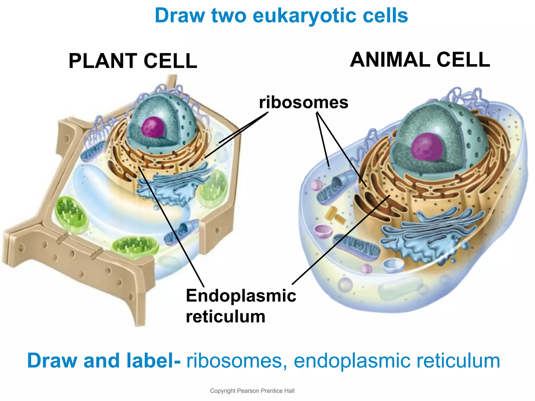 Draw two eukaryotic cells 
PLANT CELL ANIMAL CELL 
ribosomes 
Endoplasmic 
reticulum 
Draw and label- ribosomes, endoplasmic reticulum 
Copyright Pearson Prentice Hall 
 