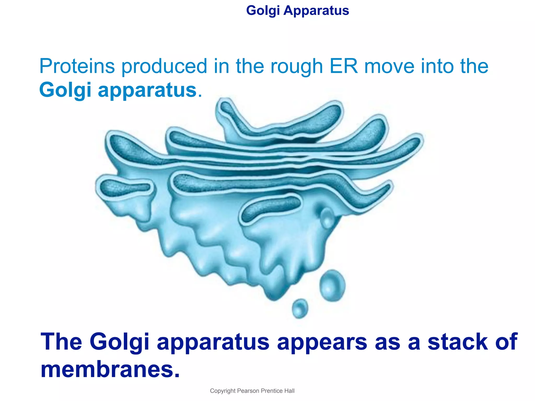 Golgi Apparatus 
Proteins produced in the rough ER move into the 
Golgi apparatus. 
The Golgi apparatus appears as a stack of 
membranes. 
Copyright Pearson Prentice Hall 
 