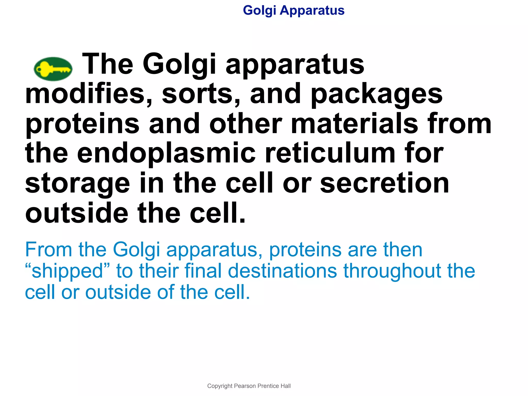 Golgi Apparatus 
The Golgi apparatus 
modifies, sorts, and packages 
proteins and other materials from 
the endoplasmic reticulum for 
storage in the cell or secretion 
outside the cell. 
From the Golgi apparatus, proteins are then 
“shipped” to their final destinations throughout the 
cell or outside of the cell. 
Copyright Pearson Prentice Hall 
 