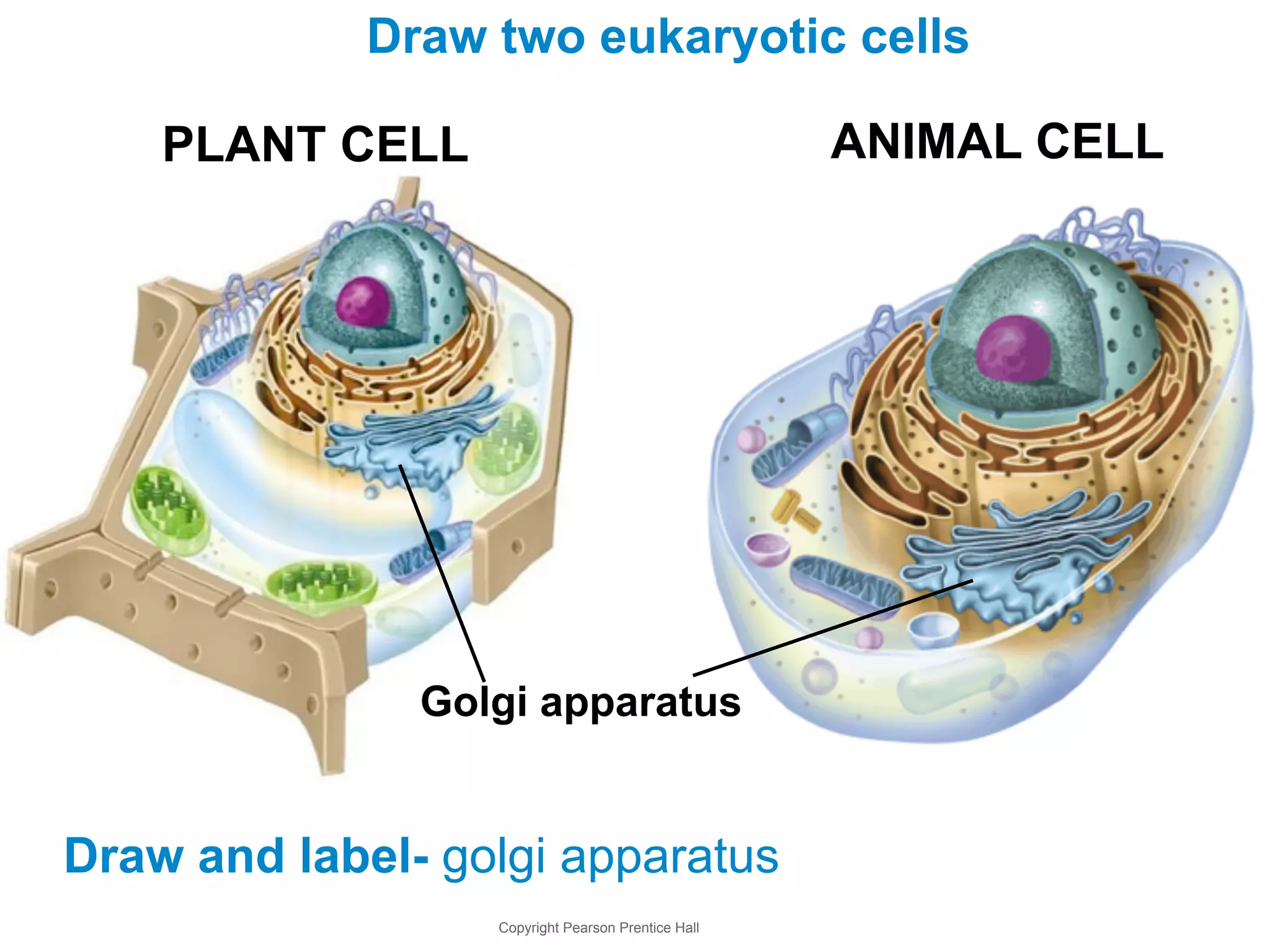 Draw two eukaryotic cells 
PLANT CELL ANIMAL CELL 
Golgi apparatus 
Draw and label- golgi apparatus 
Copyright Pearson Prentice Hall 
 