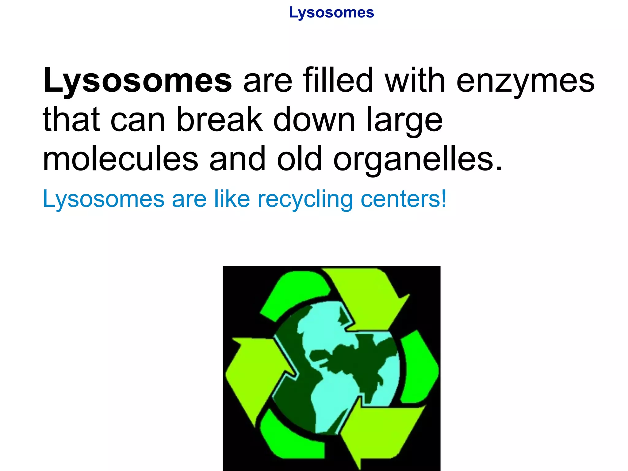 Lysosomes 
Lysosomes are filled with enzymes 
that can break down large 
molecules and old organelles. 
Lysosomes are like recycling centers! 
Copyright Pearson Prentice Hall 
 