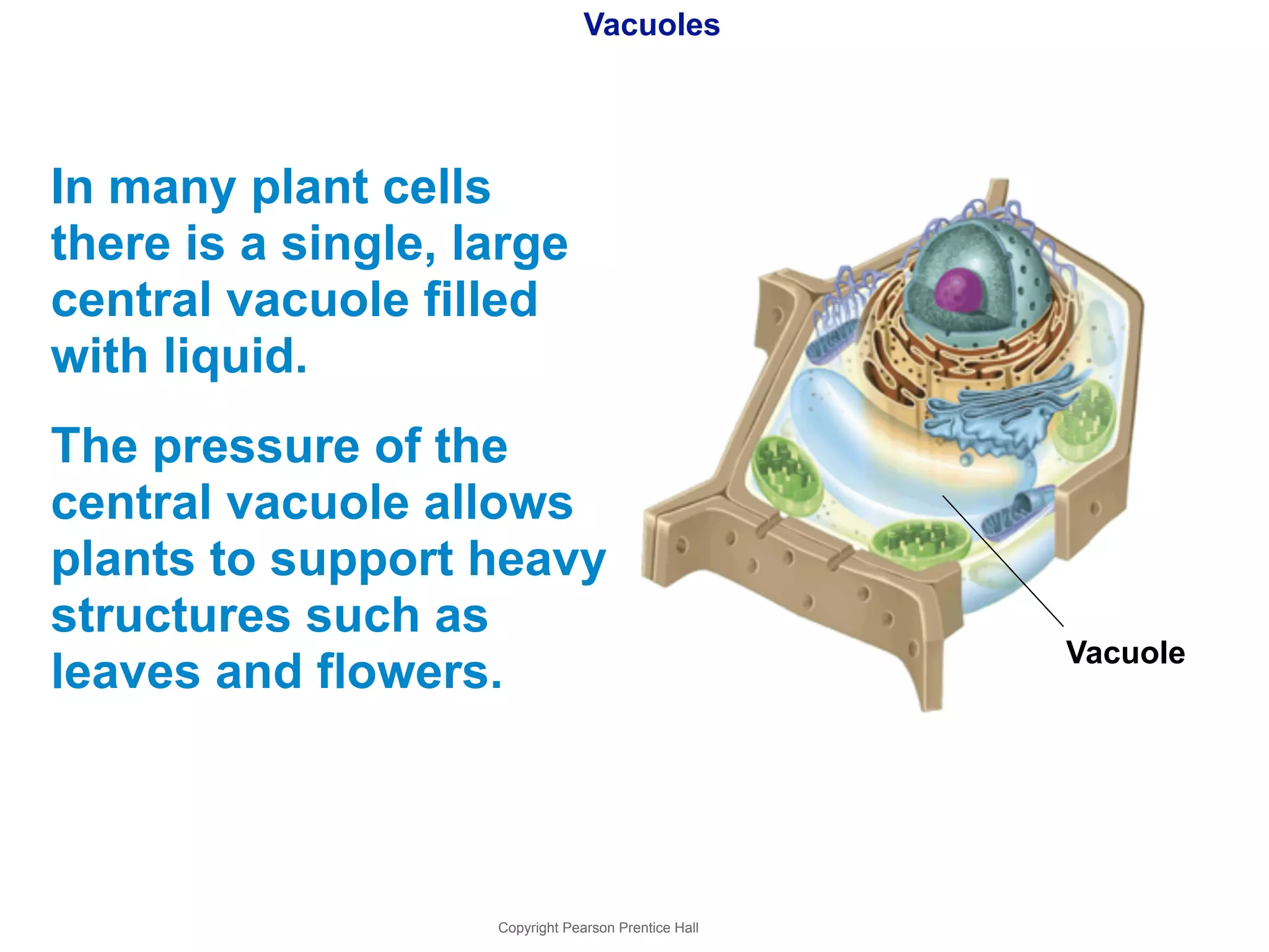 Vacuoles 
In many plant cells 
there is a single, large 
central vacuole filled 
with liquid. 
The pressure of the 
central vacuole allows 
plants to support heavy 
structures such as 
leaves and flowers. Vacuole 
Copyright Pearson Prentice Hall 
 