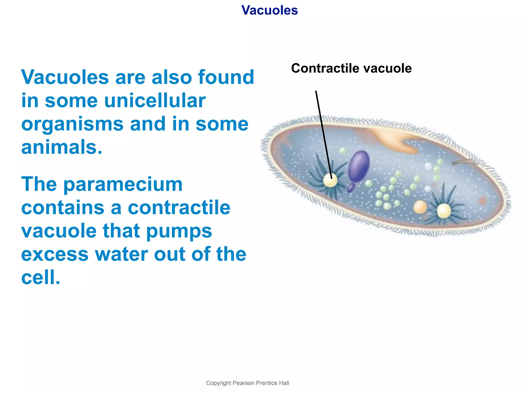 Vacuoles 
Vacuoles are also found 
in some unicellular 
organisms and in some 
animals. 
The paramecium 
contains a contractile 
vacuole that pumps 
excess water out of the 
cell. 
Copyright Pearson Prentice Hall 
Contractile vacuole 
 
