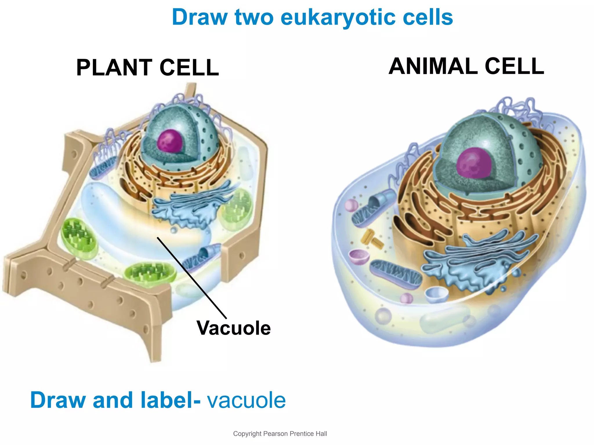 Draw two eukaryotic cells 
PLANT CELL ANIMAL CELL 
Vacuole 
Draw and label- vacuole 
Copyright Pearson Prentice Hall 
 
