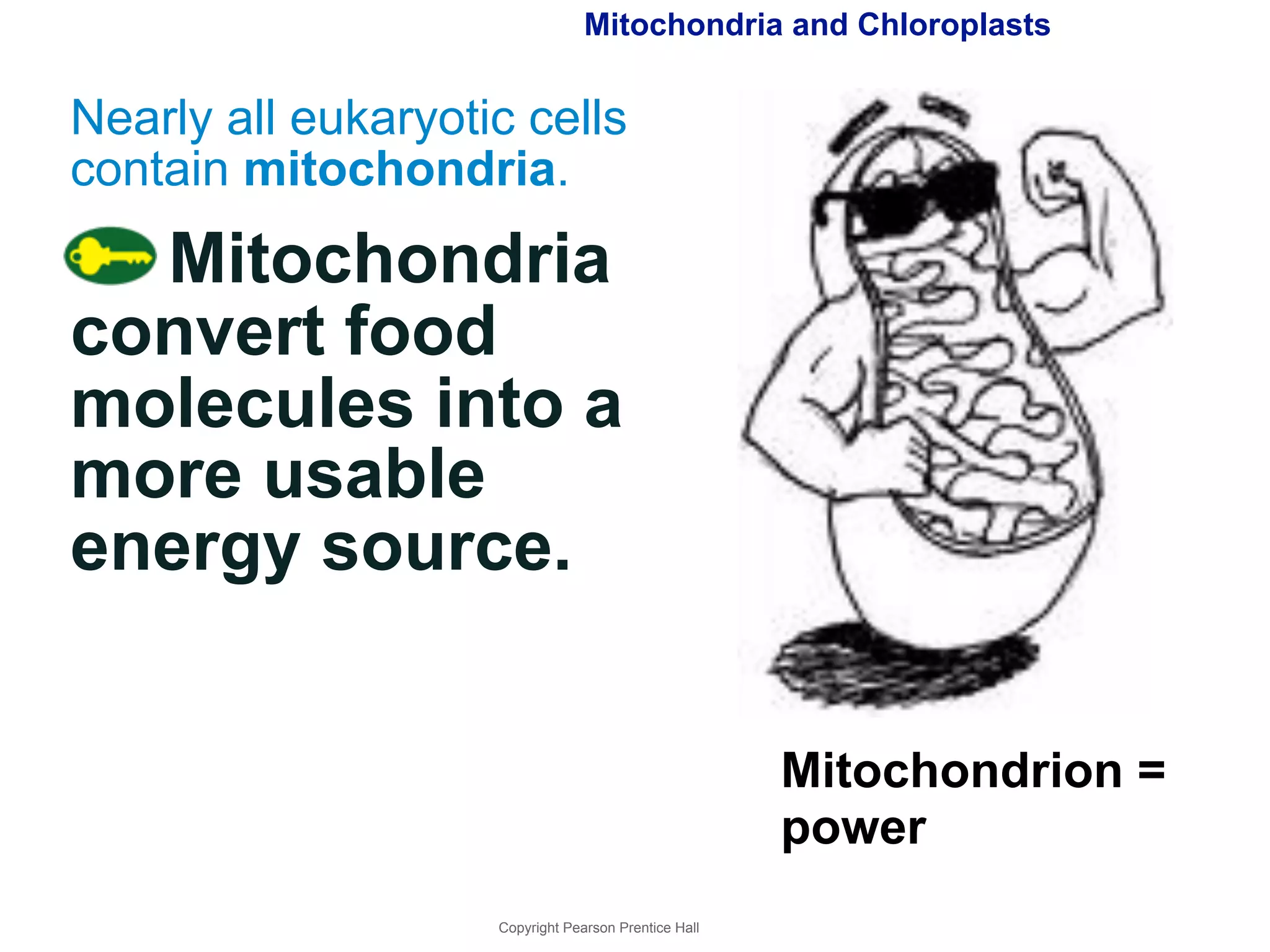 Mitochondria and Chloroplasts 
Copyright Pearson Prentice Hall 
Mitochondrion = 
power 
Nearly all eukaryotic cells 
contain mitochondria. 
Mitochondria 
convert food 
molecules into a 
more usable 
energy source. 
 