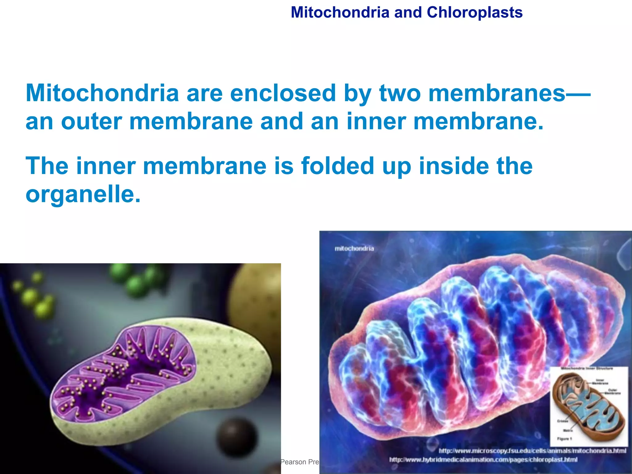Mitochondria and Chloroplasts 
Mitochondria are enclosed by two membranes— 
an outer membrane and an inner membrane. 
The inner membrane is folded up inside the 
organelle. 
Copyright Pearson Prentice Hall 
 