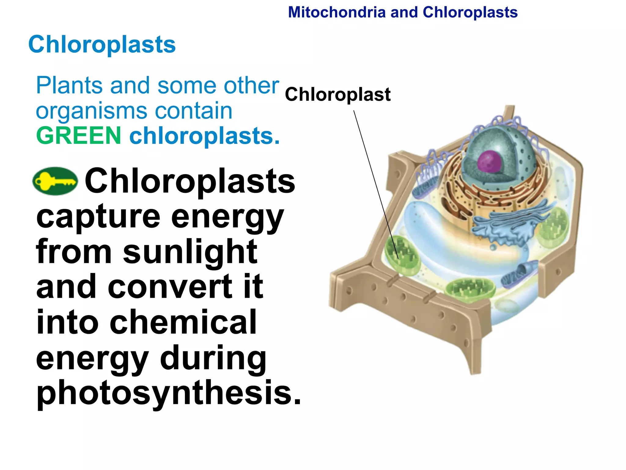 Mitochondria and Chloroplasts 
Chloroplast 
Chloroplasts 
Plants and some other 
organisms contain 
GREEN chloroplasts. 
Chloroplasts 
capture energy 
from sunlight 
and convert it 
into chemical 
energy during 
photosynthesis. 
 