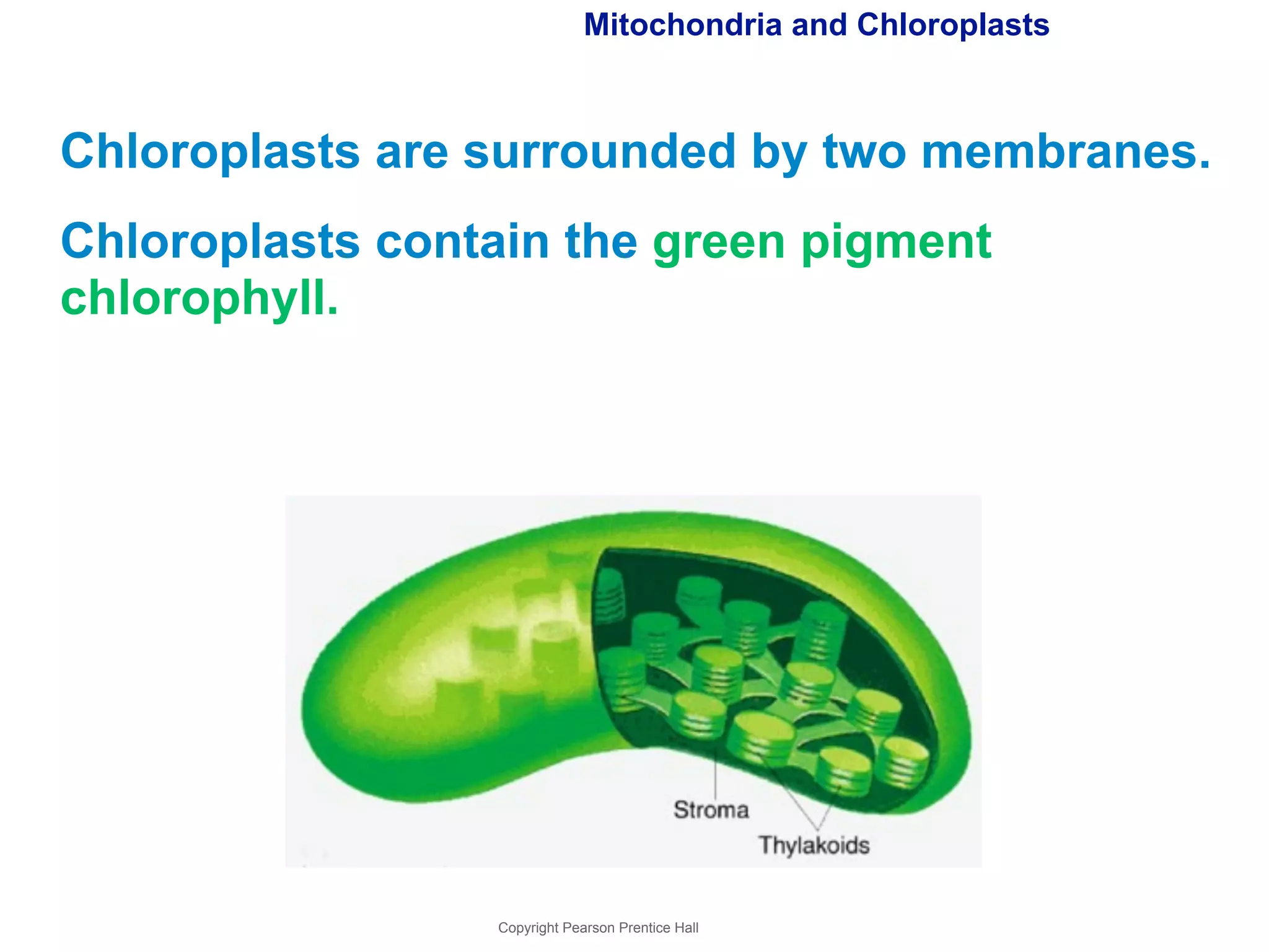 Mitochondria and Chloroplasts 
Chloroplasts are surrounded by two membranes. 
Chloroplasts contain the green pigment 
chlorophyll. 
Copyright Pearson Prentice Hall 
 