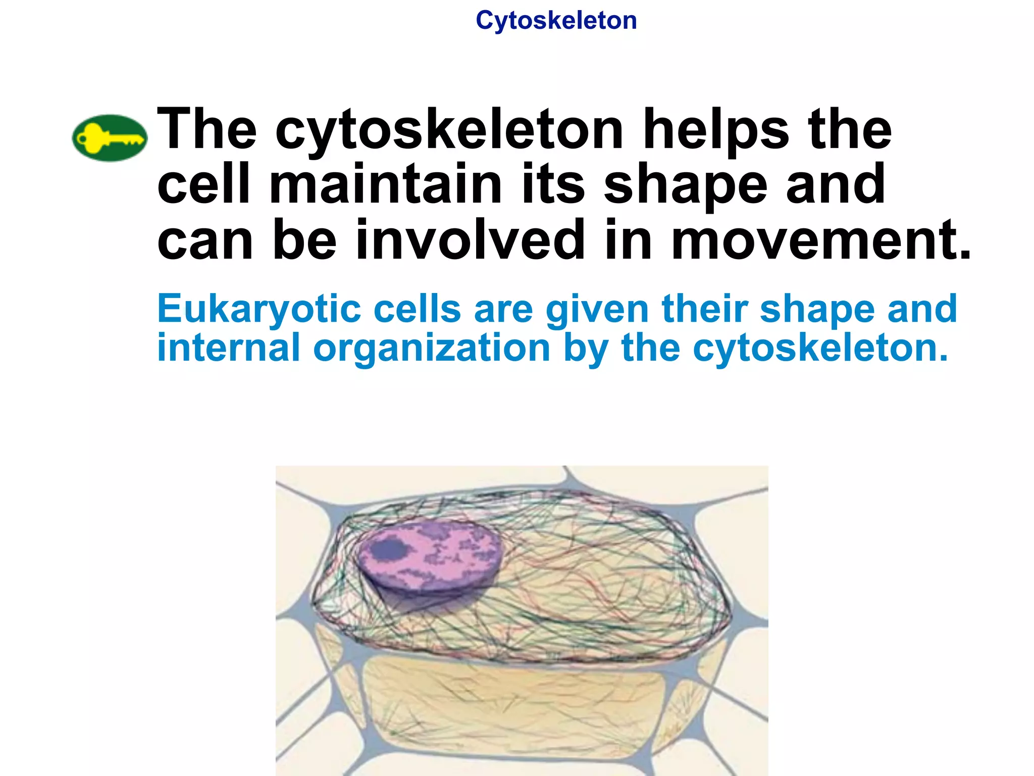 Cytoskeleton 
The cytoskeleton helps the 
cell maintain its shape and 
can be involved in movement. 
Eukaryotic cells are given their shape and 
internal organization by the cytoskeleton. 
Copyright Pearson Prentice Hall 
 