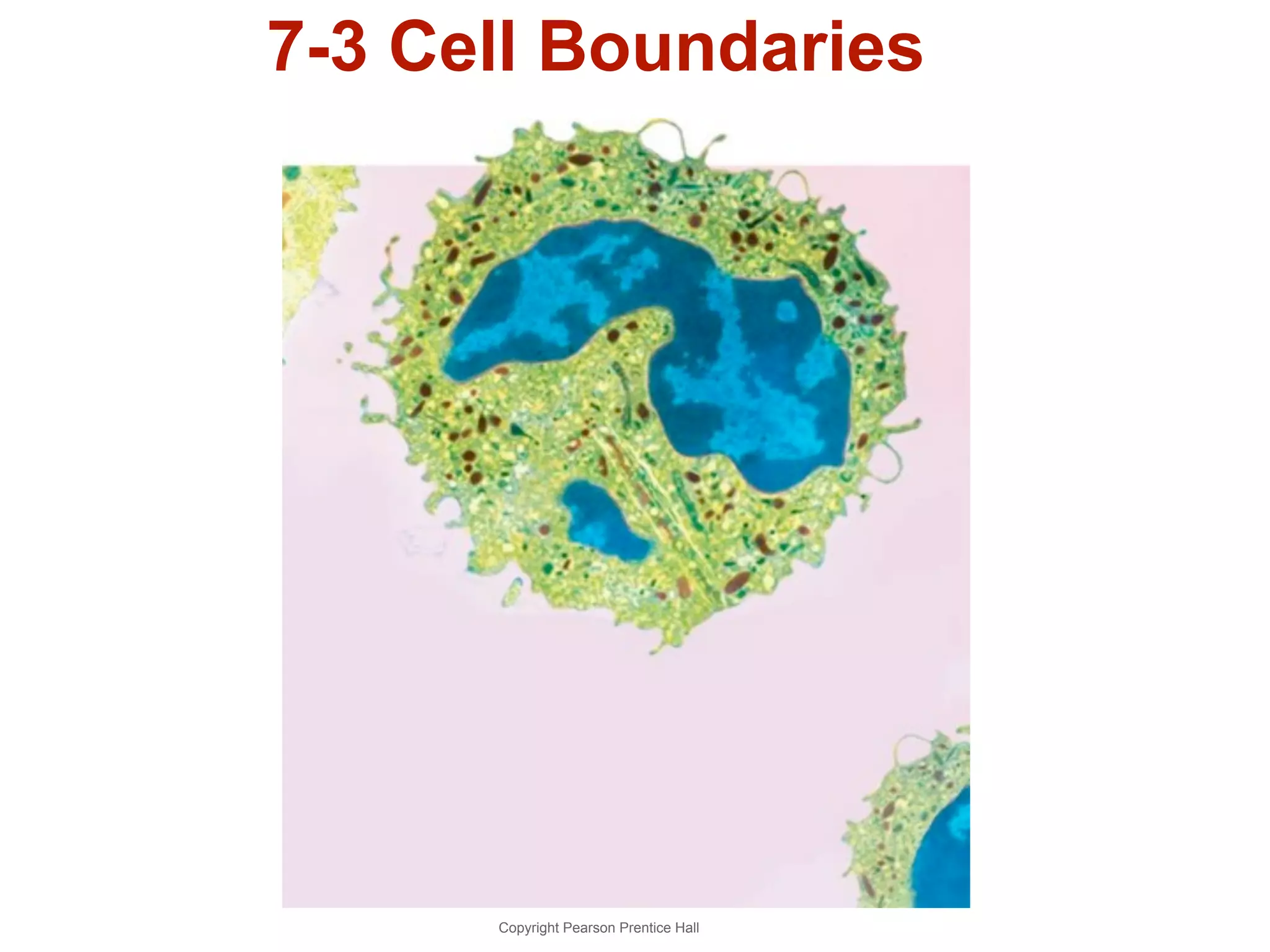 7-3 Cell Boundaries 
Copyright Pearson Prentice Hall 
 