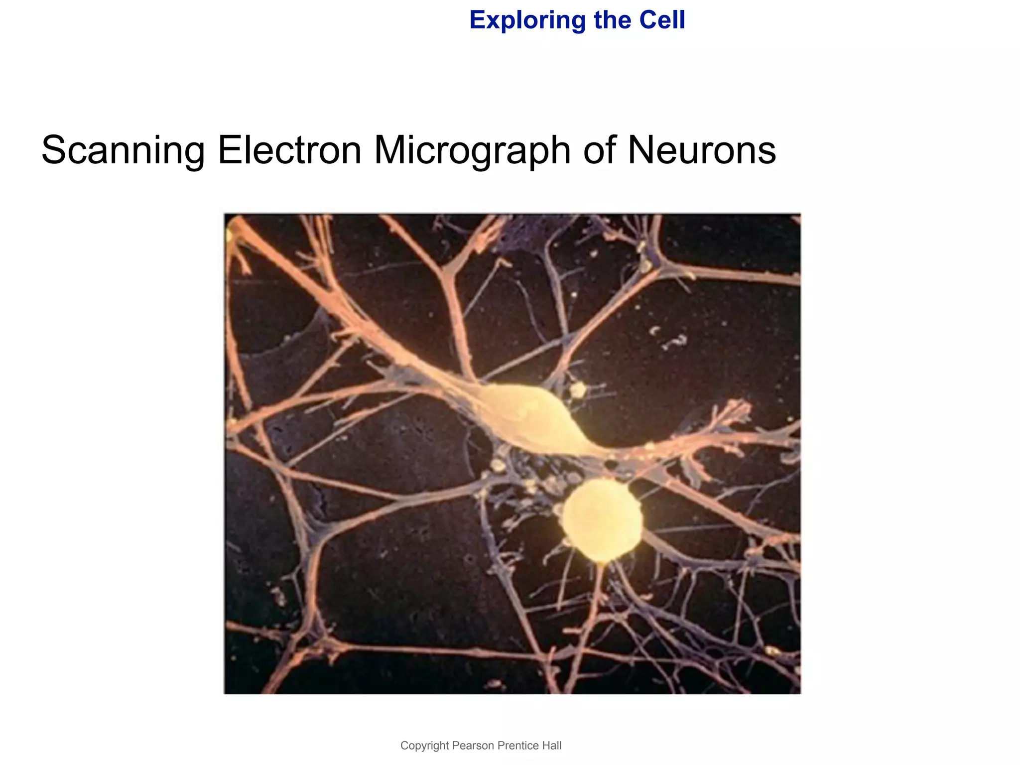 Exploring the Cell 
Scanning Electron Micrograph of Neurons 
Copyright Pearson Prentice Hall 
 