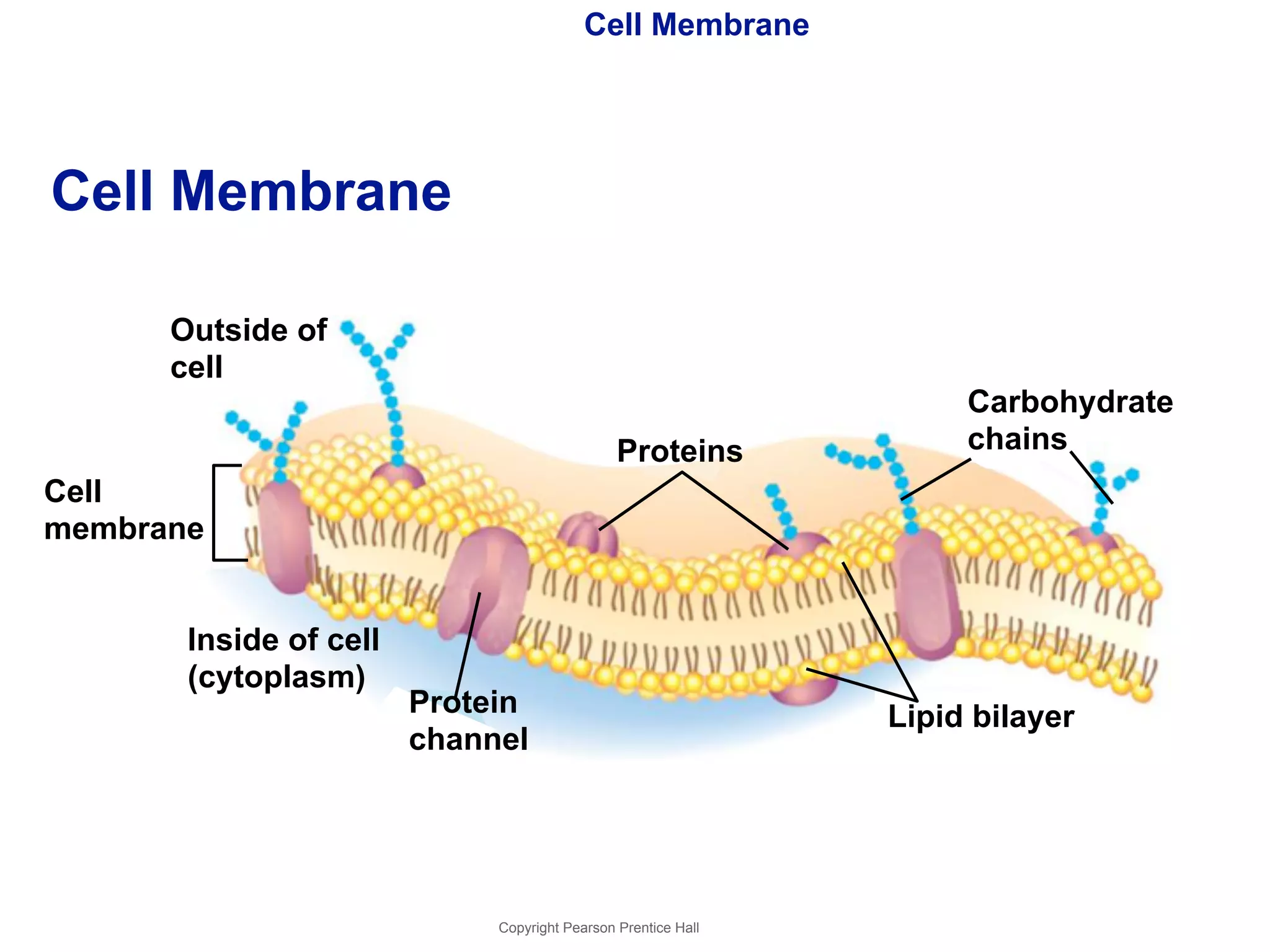 Cell Membrane 
Copyright Pearson Prentice Hall 
Cell Membrane 
Outside of 
cell 
Cell 
membrane 
Inside of cell 
(cytoplasm) 
Protein 
channel 
Proteins 
Carbohydrate 
chains 
Lipid bilayer 
 